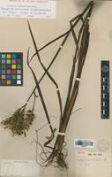 Isotype of Lachnanthes tinctoria (Walter ex J.F.Gmel.) Elliott var. major C.Wright ex Griseb. [family HAEMODORACEAE]