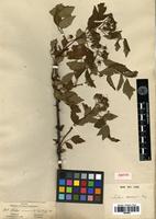 Isotype of Rubus coreanus Miq. [family ROSACEAE]