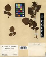 Type of Rubus phoenicolasius Maxim. [family ROSACEAE]