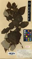 Isotype of Rubus sachalinensis H. Lév. var. macrophyllus Cardot [family ROSACEAE]