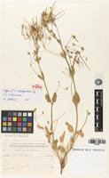 Isotype of Erodium subintegrifolium Eig [family GERANIACEAE]