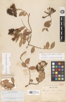Isotype of Marcgravia oligandra C.Wright ex Griseb. [family MARCGRAVIACEAE]