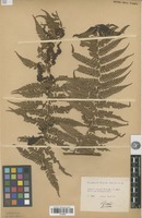 Filed as Alsophila fauriei Christ [family PTERIDOPHYTA]