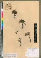 Neotype of Launaea nana (Baker) Chiov. [family ASTERACEAE]