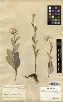 Filed as Anaphalis triplinervis (Sims) C.B. Clarke [family ASTERACEAE]