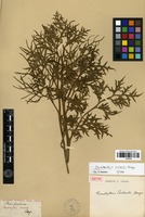 Isotype of Ceratopteris richardii Brongn. [family PTERIDOPHYTA]