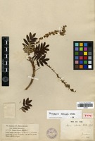 Type of Acaena ochreata Wedd. [family ROSACEAE]