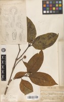 Syntype of Sarcocephalus officinalis Pierre ex Pit. [family RUBIACEAE]