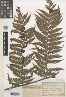Type of Alsophila fauriei Christ [family PTERIDOPHYTA]