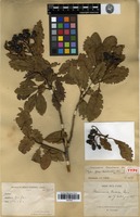 Isotype of Pyrus cavaleriei H.Lév. [family ROSACEAE]