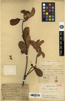 Holotype of Eriobotrya lasiogyna Franch. [family ROSACEAE]