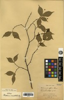Type? of Photinia parvifolia (E.Pritz.) C.K.Schneid. [family ROSACEAE]