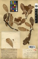 Holotype of Stranvaesia glaucescens Lindl. var. yunnanensis Franch. [family ROSACEAE]