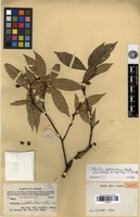 Isotype of Photinia euphlebia Merr. & Chun [family ROSACEAE]