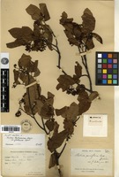 Type of Photinia parviflora Cardot [family ROSACEAE]