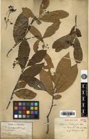 Isotype of Photinia calleryana (Decne.) Cardot var. laosensis Cardot [family ROSACEAE]