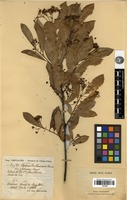 Type? of Photinia benthamiana Hance var. glabrescens Cardot [family ROSACEAE]