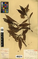 Holotype of Photinia bodinieri H.Lév. var. longifolia Cardot [family ROSACEAE]