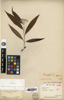 Holotype of Pourthiaea salicifolia Decne. [family ROSACEAE]
