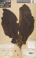 Holotype of Eriobotrya elliptica Lindl. var. petelotii J.E.Vidal [family ROSACEAE]