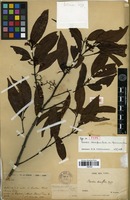 Type of Randia densiflora (Wall.) Benth. var. tokinensis Pit. [family RUBIACEAE]