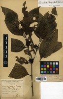 Syntype of Randia canthioides Champ. ex Benth. var. macrophylla Pit. [family RUBIACEAE]