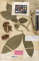 Isotype of Harpullia condorensis Pierre [family SAPINDACEAE]