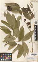 Isotype of Streptostigma viridiflora Thwaites [family SAPINDACEAE]