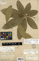 Neotype of Bombacopsis glabra (Pasquale) A.Robyns [family MALVACEAE]