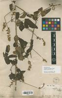 Syntype of Serjania crassifolia Radlk. [family SAPINDACEAE]