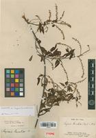 Holotype of Serjania lanceolata Cambess. [family SAPINDACEAE]