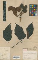 Isotype of Paullinia cupana Kunth [family SAPINDACEAE]