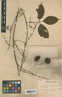 Isotype of Paullinia paullinioides Radlk. [family SAPINDACEAE]