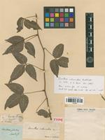 Type of Urvillea intermedia Radlk. [family SAPINDACEAE]