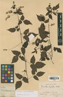 Syntype of Urvillea stipitata Radlk. [family SAPINDACEAE]