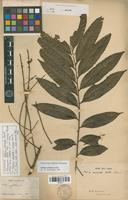 Syntype of Talisia carinata Radlk. [family SAPINDACEAE]