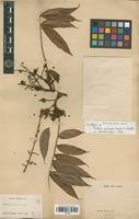 Isotype of Talisia pilosula Sagot [family SAPINDACEAE]