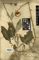 Type of Centaurea oliveriana DC. [family ASTERACEAE]