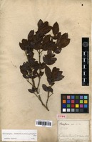 Type of Banisteriopsis hypericifolia (A.Juss.) W.R.Anderson & B.Gates [family MALPIGHIACEAE]