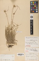 Isotype of Scirpus senegalensis Lam. [family CYPERACEAE]