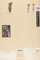 Isotype of Sebaea schimperiana Buchinger ex Schweinf. [family GENTIANACEAE]