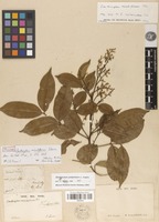 Holotype of Zanthoxylum minutiflorum Tul. [family RUTACEAE]
