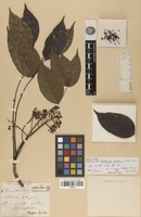 Holotype of Zanthoxylum petiolare A.St.-Hil. & Tul. [family RUTACEAE]