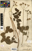 Type? of Heracleum hirsutum Edgew. [family APIACEAE]