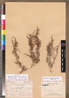 Isotype of Selaginella nivea Alston subsp. nivea [family PTERIDOPHYTA]
