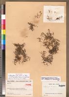 Holotype of Selaginella nivea Alston subsp. humbertii Stefanovic & Rakotondr. [family PTERIDOPHYTA]