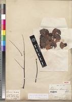 Isotype of Delonix boiviniana (Baill.) Capuron [family FABACEAE-CAESALPINIOIDEAE]