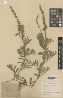Type of Tephrosia elata Deflers [family FABACEAE]