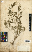 Filed as Vicia sativa L. [family FABACEAE]