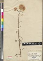 Isotype of Helichrysum stenopterum DC. [family ASTERACEAE]